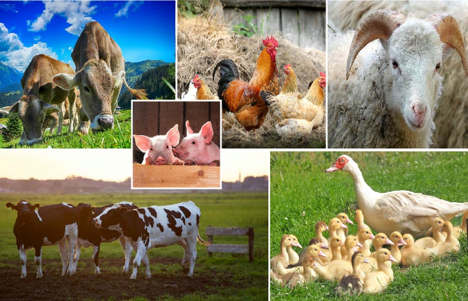 Medicina Veterinaria