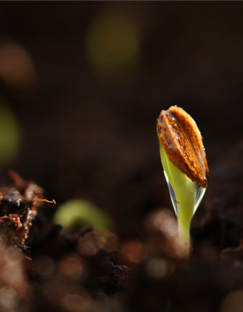 Regulador de Crecimiento